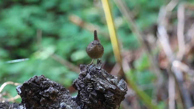 Pacific Wren - ML649260222