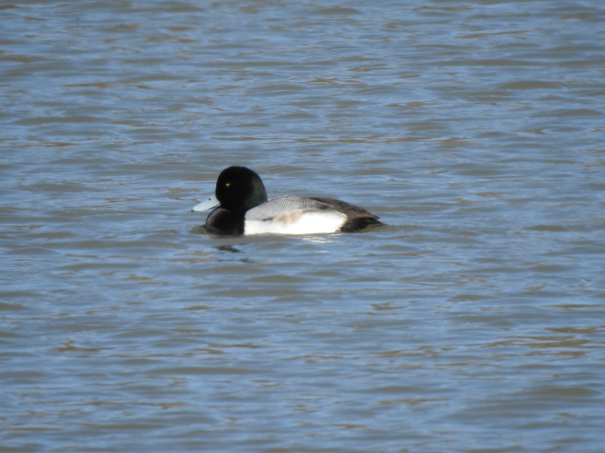 Fuligule milouinan - ML649260260