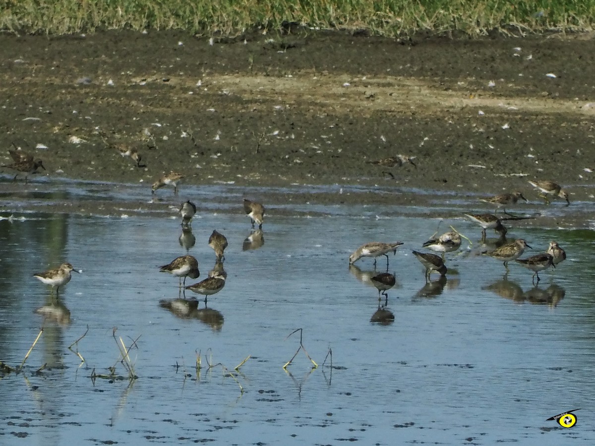 Побережник-крихітка - ML649260431