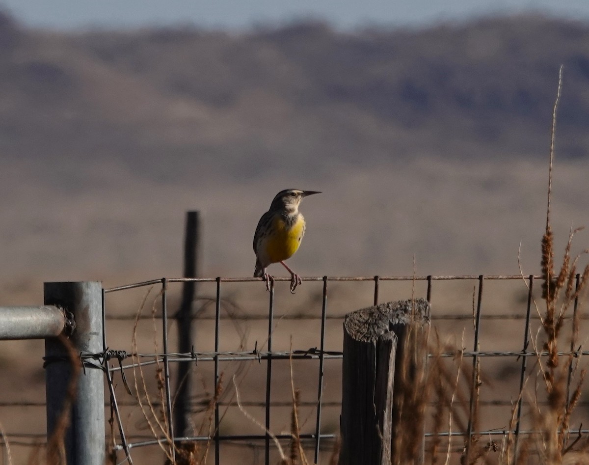 Chihuahuan Meadowlark - ML649260574