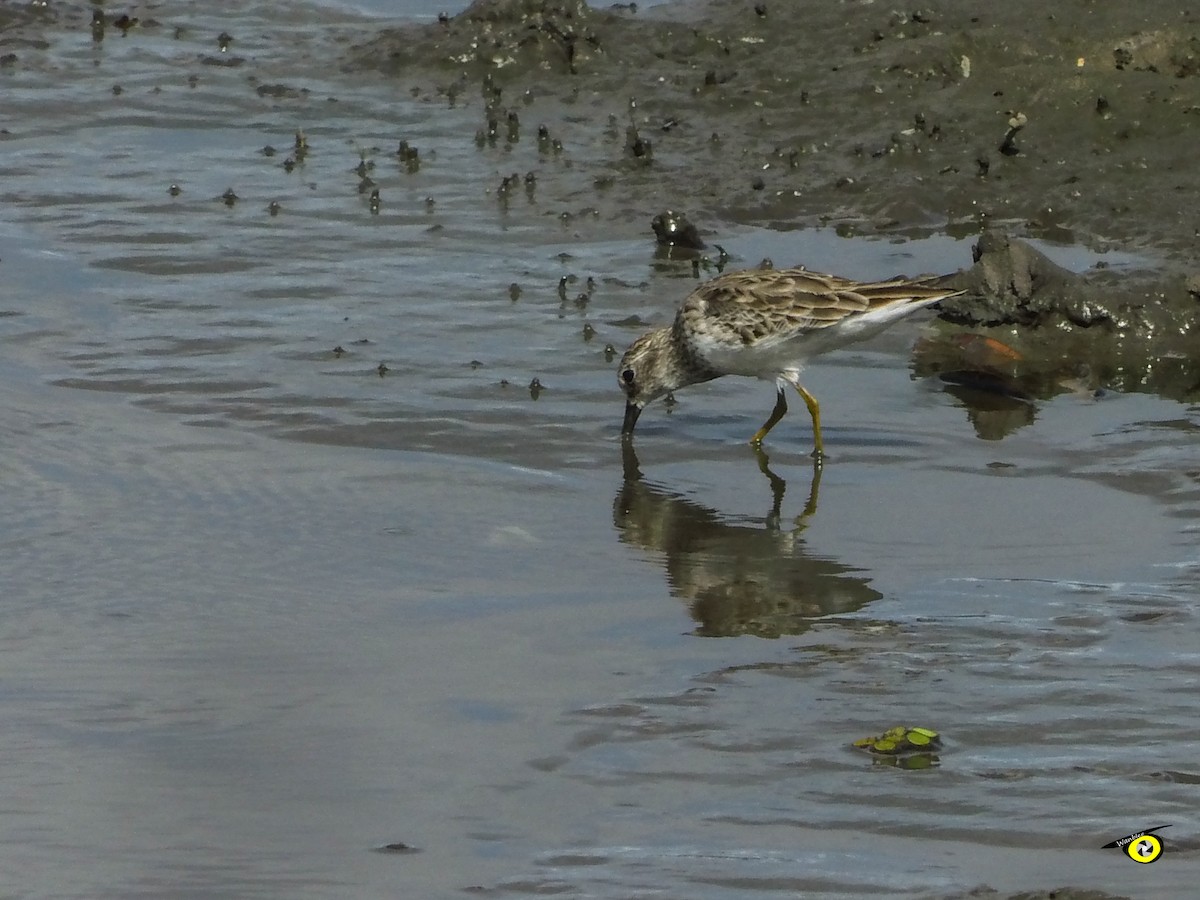 Побережник-крихітка - ML649260633
