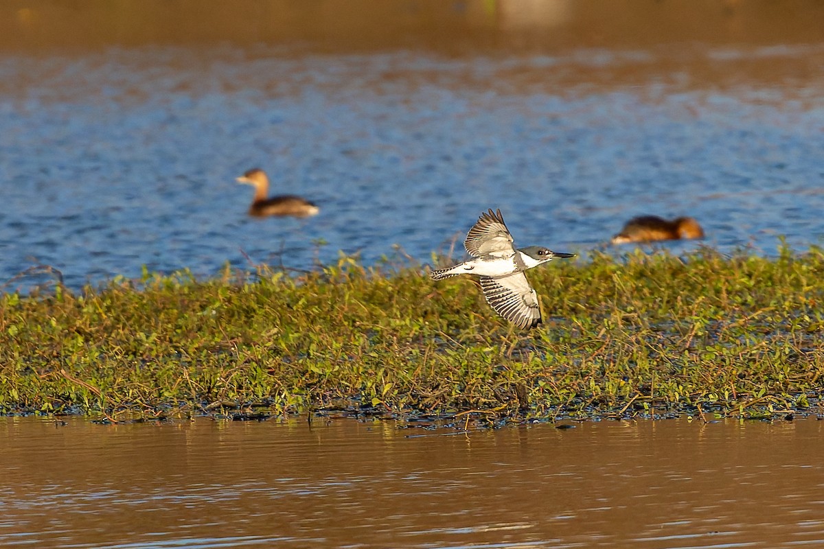 rybařík pruhoprsý - ML649260770