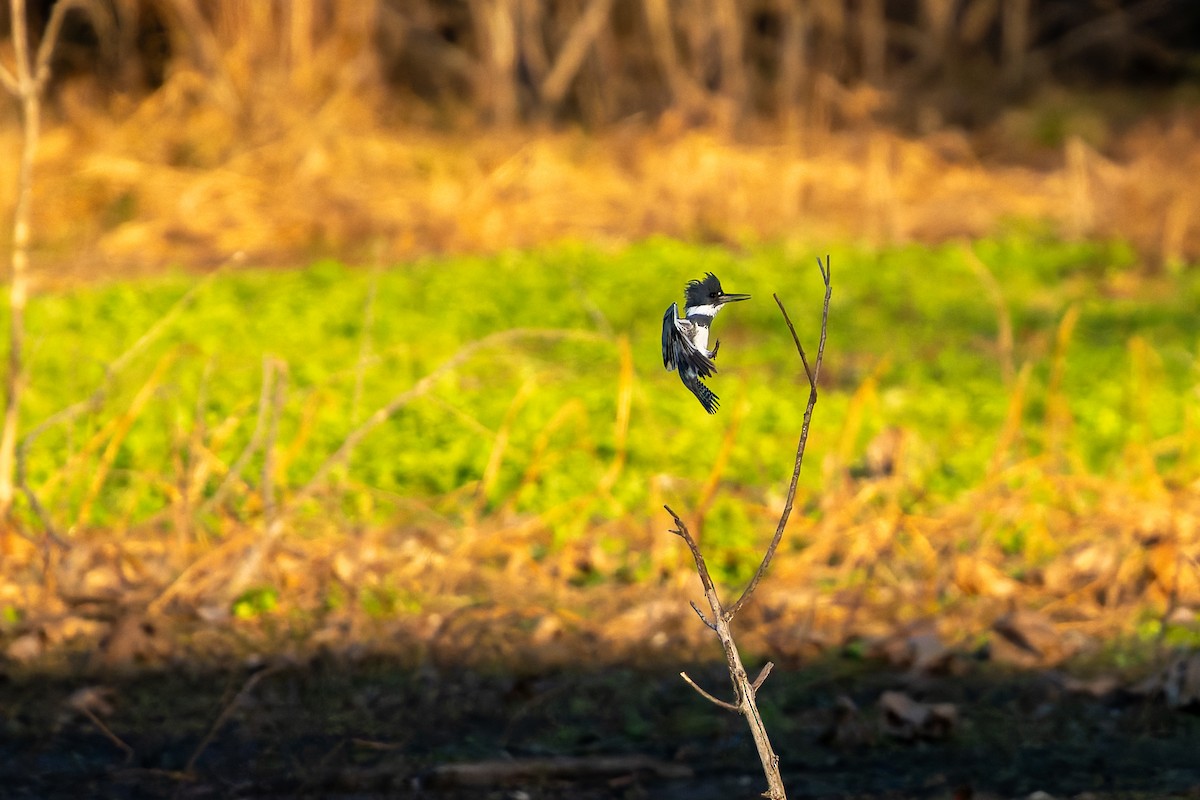 rybařík pruhoprsý - ML649260771