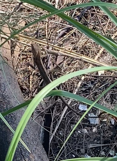 Hayvanlar - ML649260967