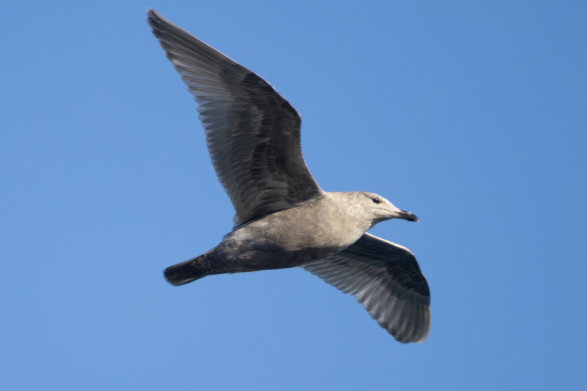 gull sp. - ML649261039