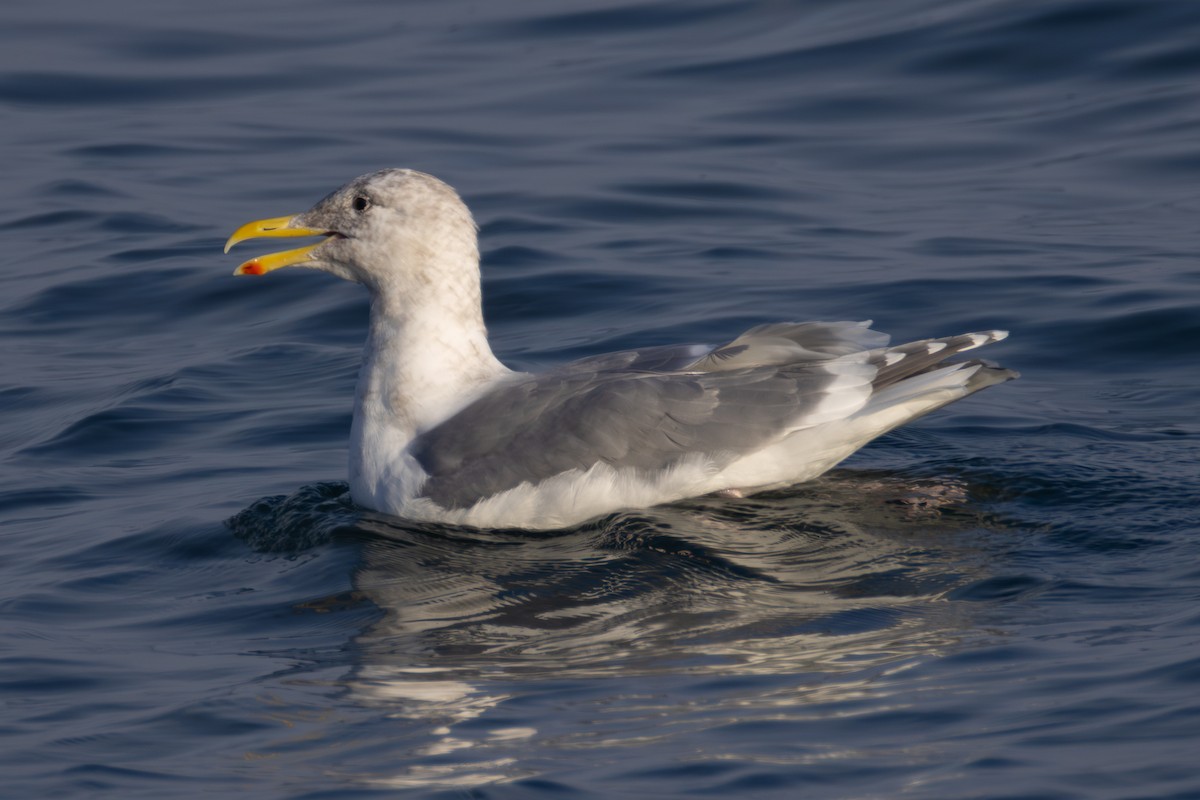 gull sp. - ML649261040