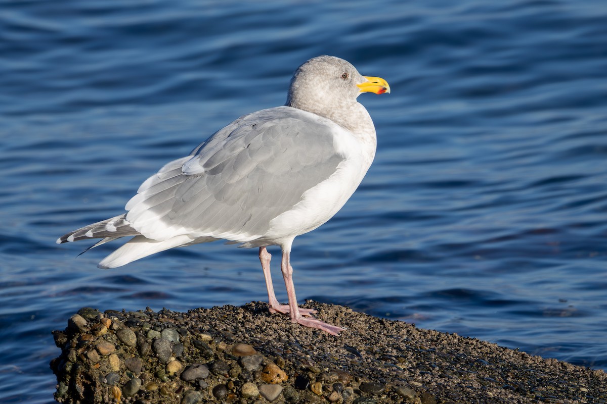gull sp. - ML649261041