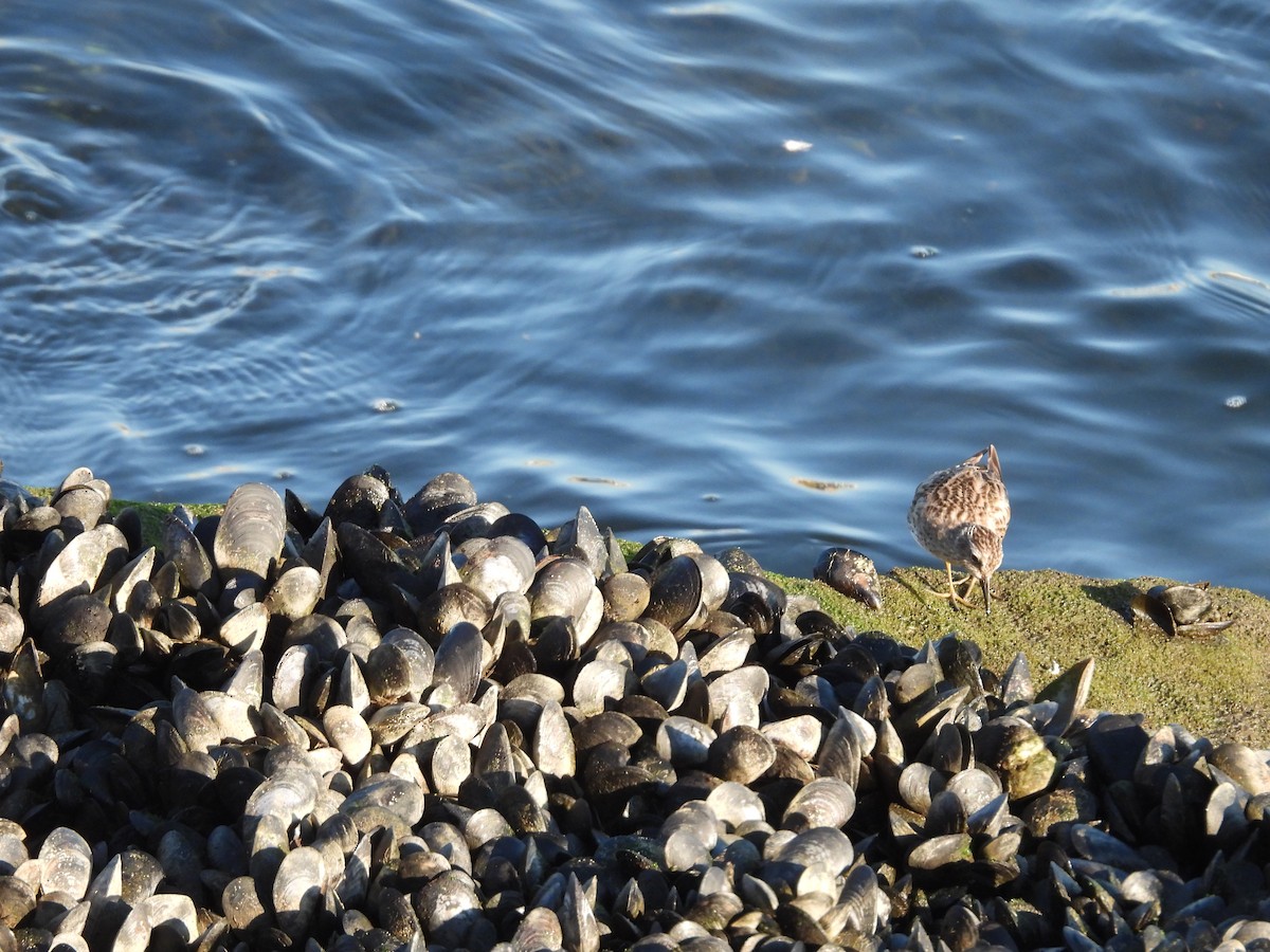 Побережник-крихітка - ML649261085