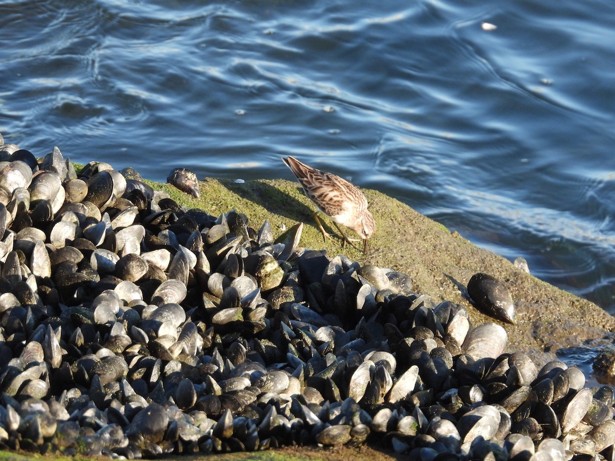 Побережник-крихітка - ML649261086