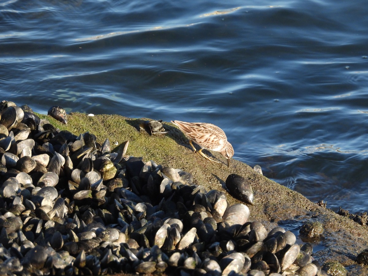 Побережник-крихітка - ML649261087