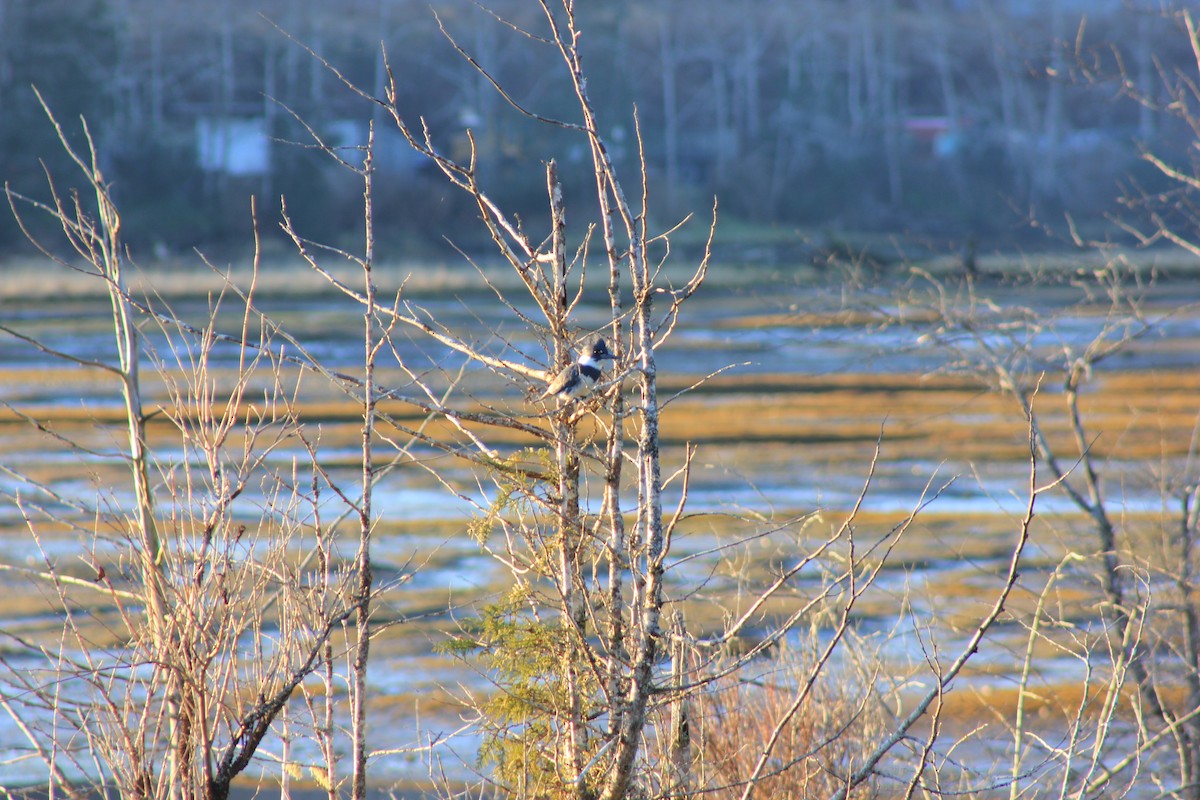 rybařík pruhoprsý - ML649261207