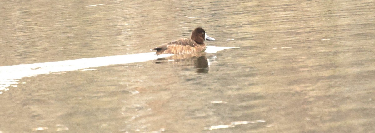 Kanadabergente - ML649261272