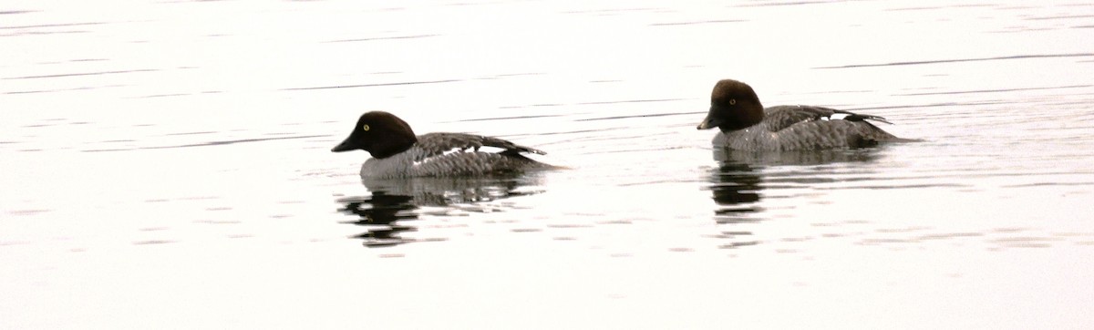 Schellente - ML649261279