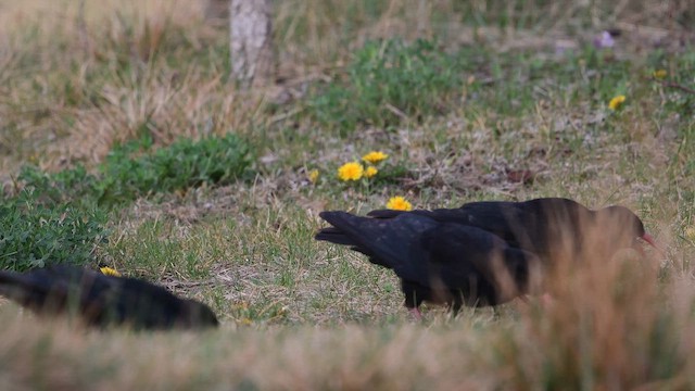 Gracchio corallino - ML649261281