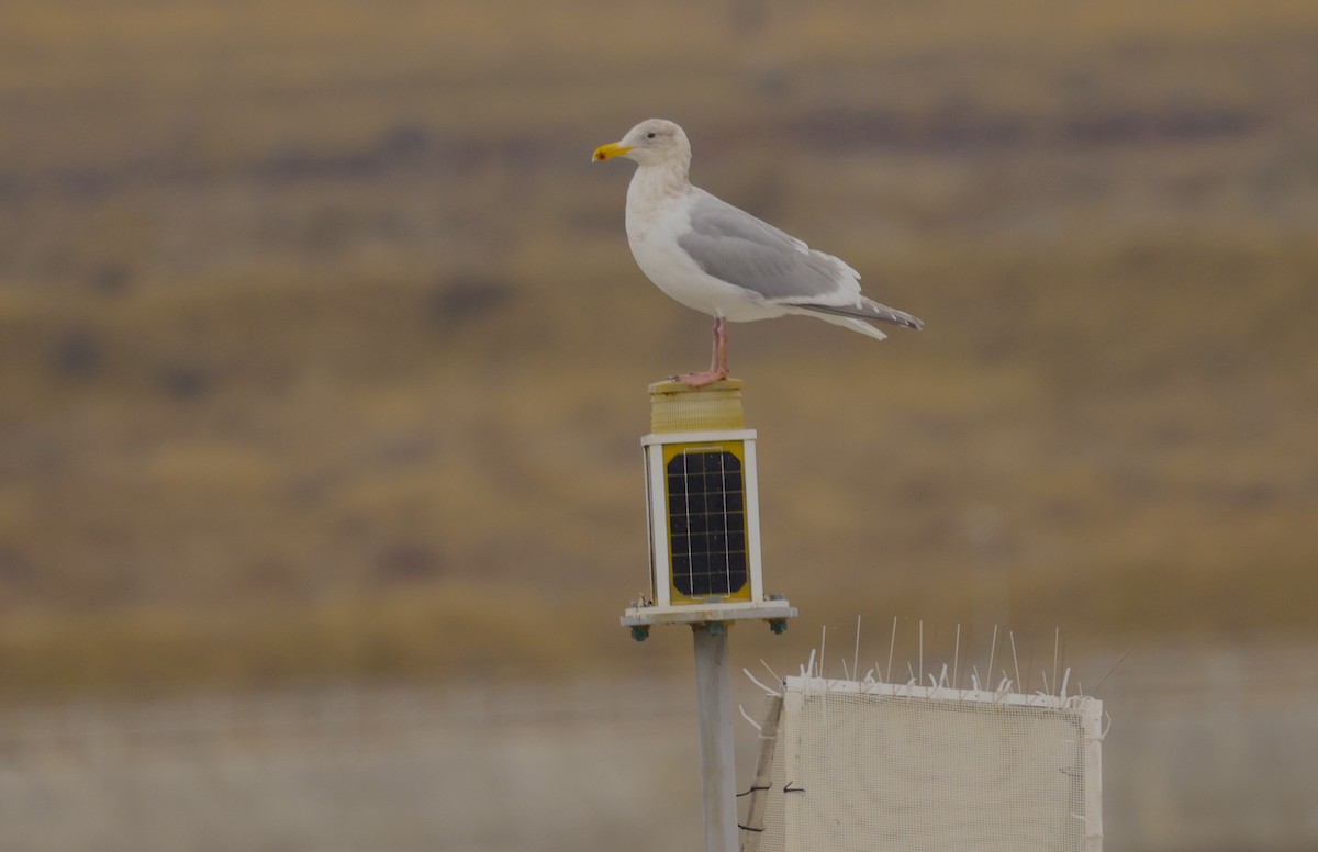 Beringmöwe - ML649261347