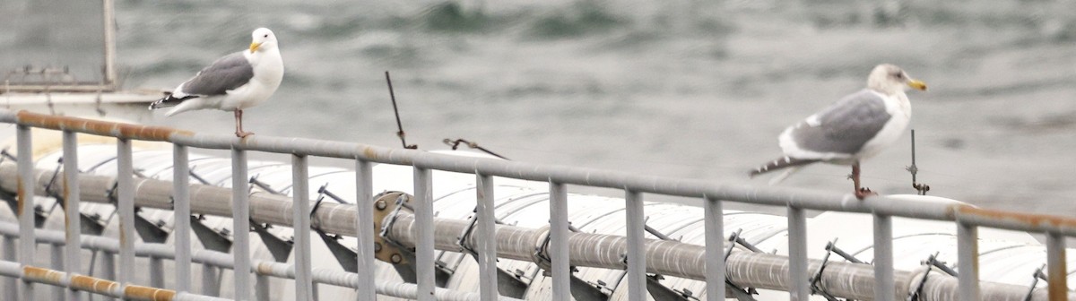 West- x Beringmöwe (Hybrid) - ML649261433