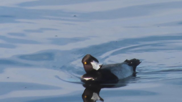 Moretta grigia - ML649261490