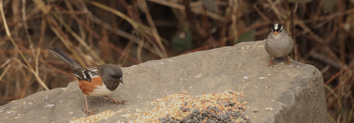 Dachsammer - ML649261515