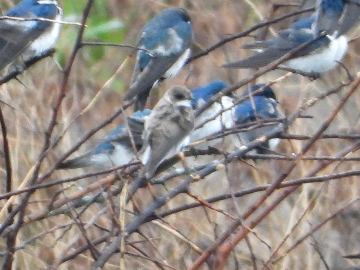 Береговушка - ML649261548