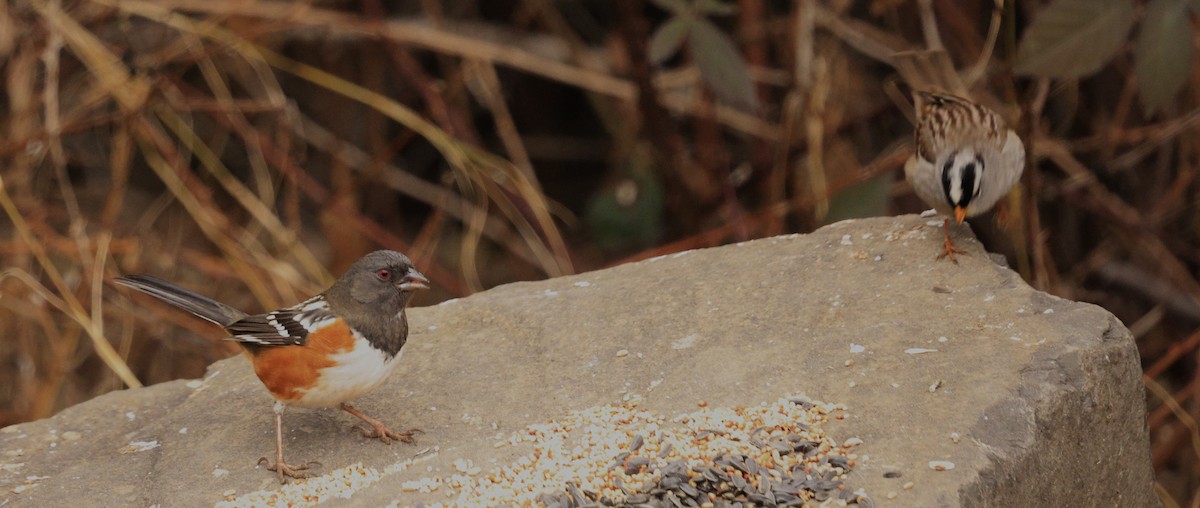 Fleckengrundammer - ML649261549