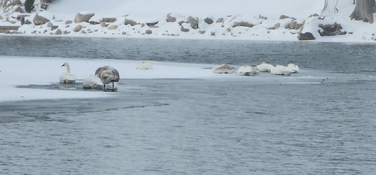 Cisne Trompetero - ML649261630