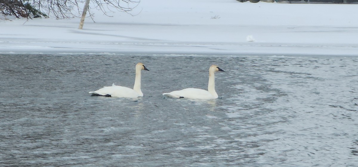 Cisne Trompetero - ML649261678