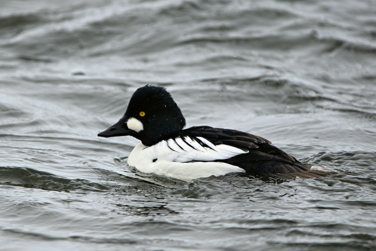 鵲鴨 - ML649261688