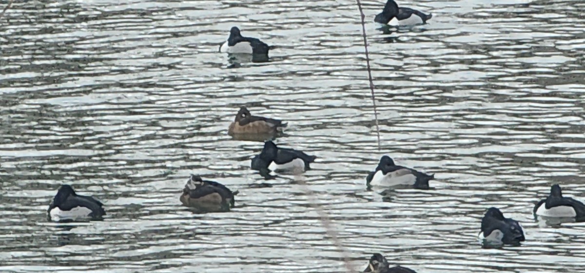 Porrón Acollarado - ML649261742