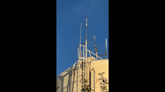 Falco pellegrino - ML649261762