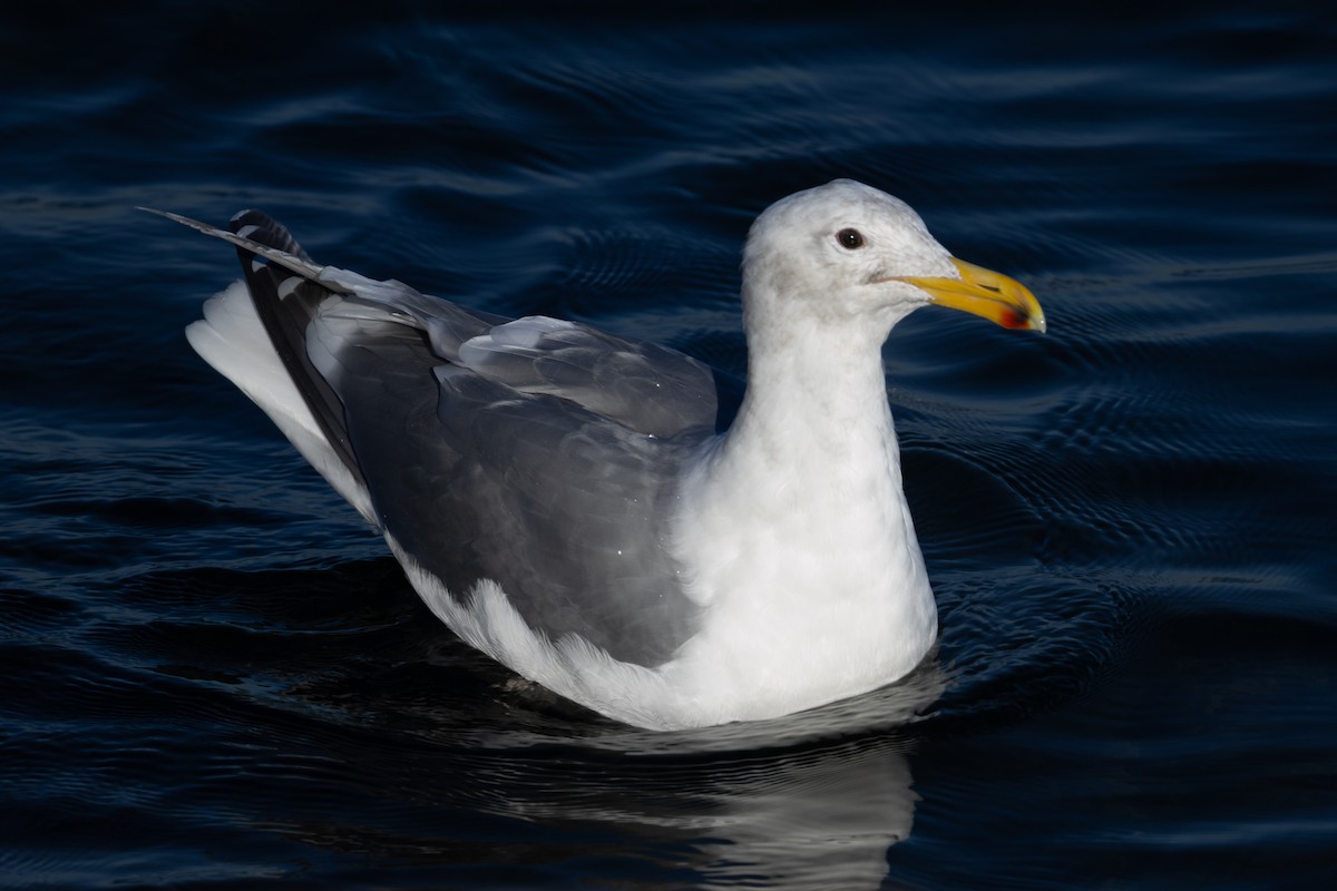 gull sp. - ML649261908