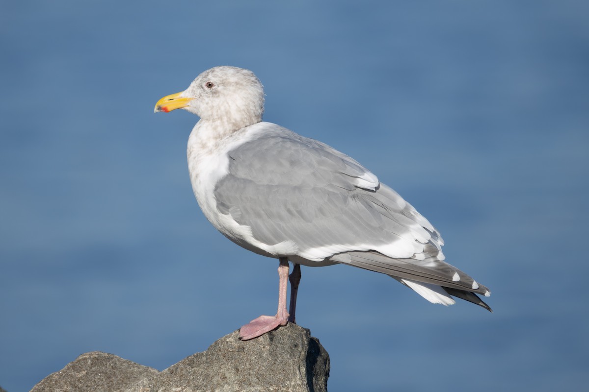 gull sp. - ML649261909