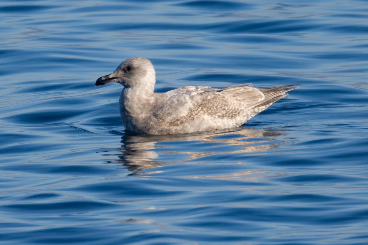 gull sp. - ML649261910