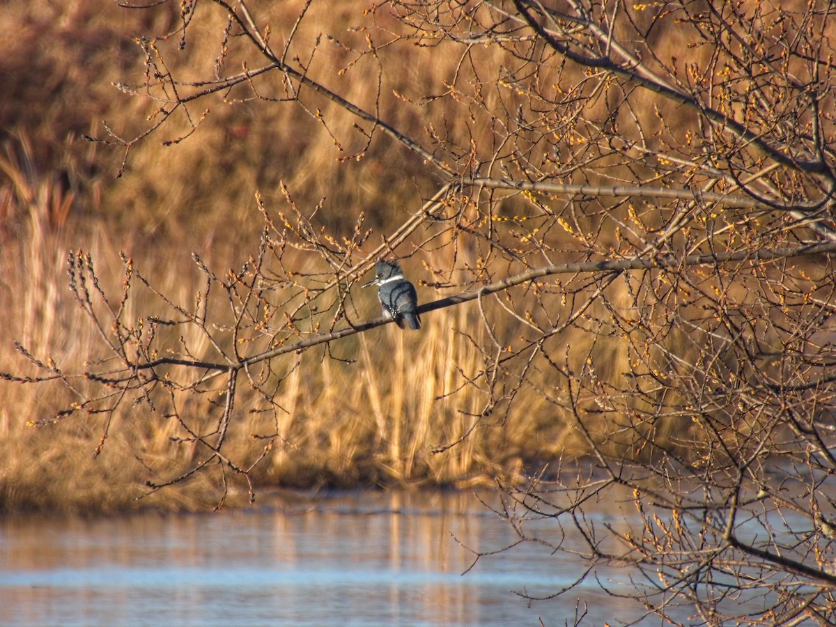 rybařík pruhoprsý - ML649261991