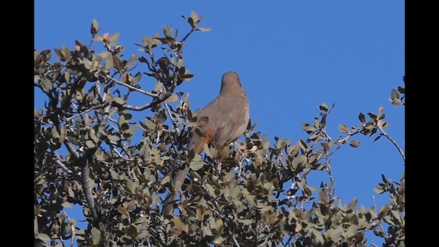 Crissal Thrasher - ML649262001