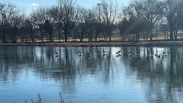 Oca canadese maggiore - ML649262028