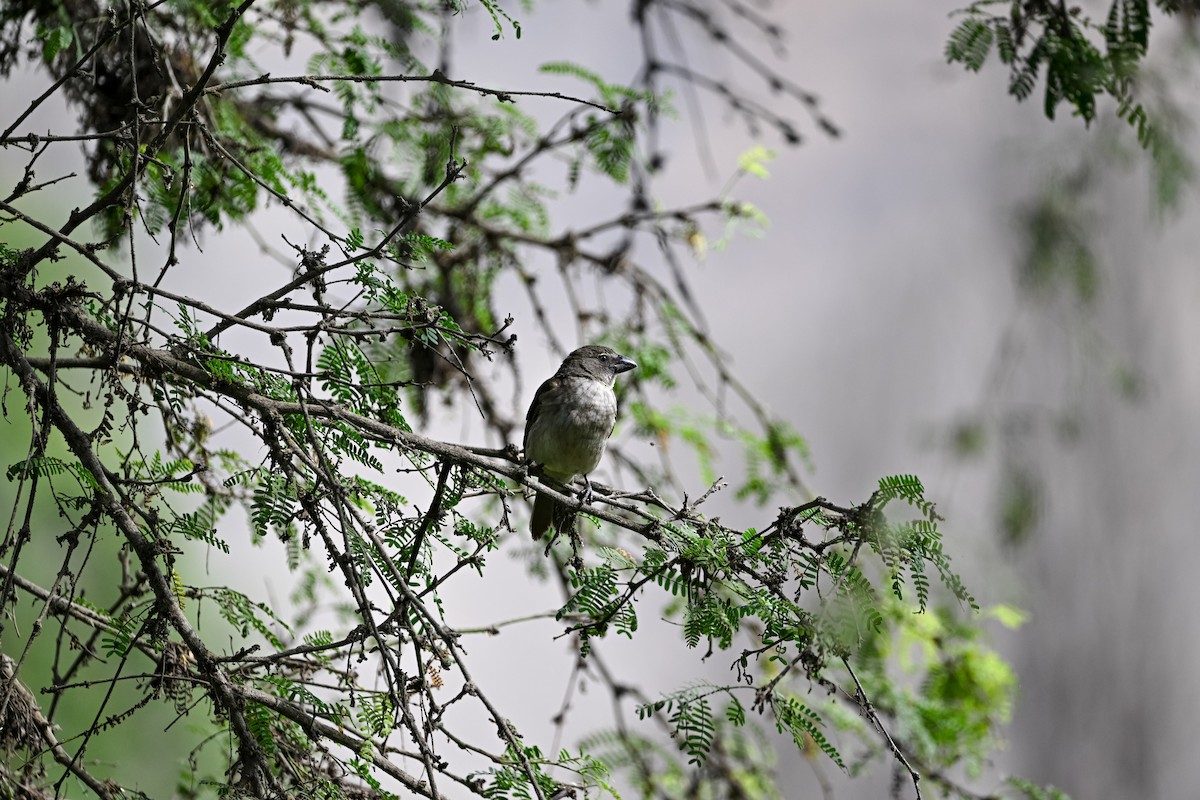 Streaked Saltator - ML649262208