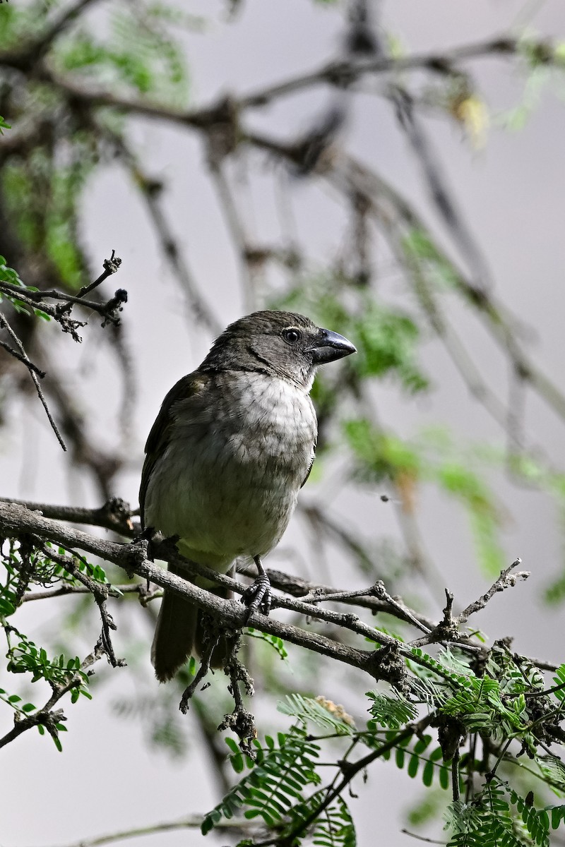 Streaked Saltator - ML649262209