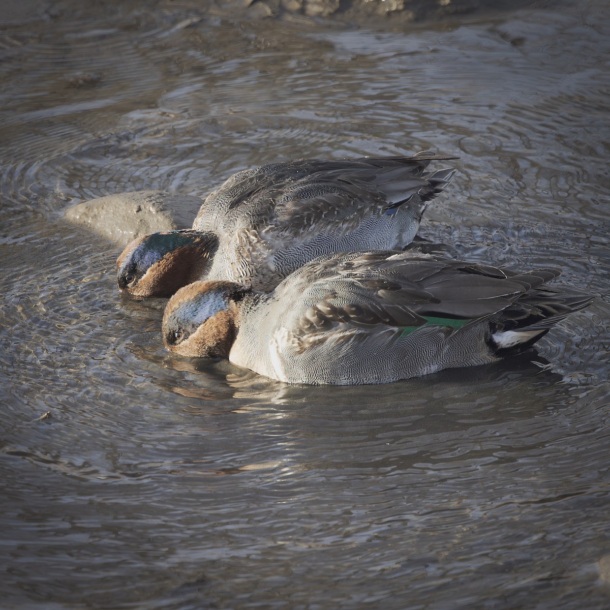 小水鴨 - ML649262210