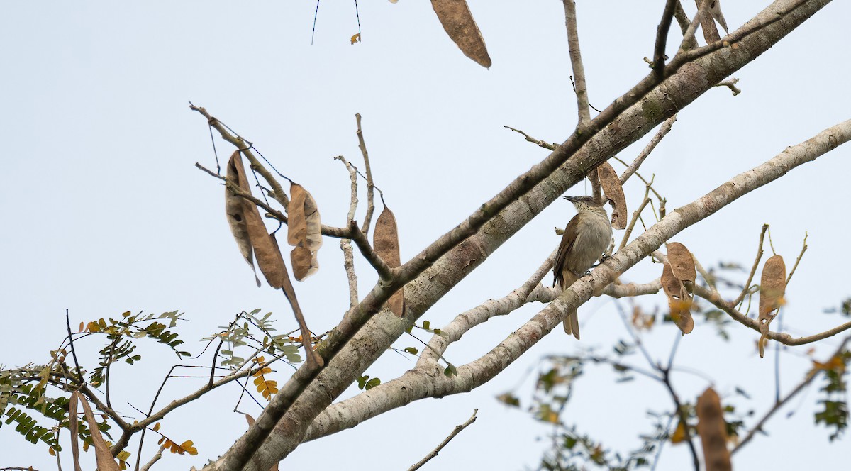Slender-billed Greenbul - ML649262211
