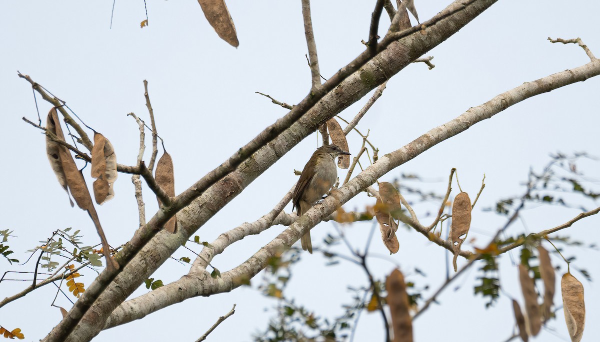 Slender-billed Greenbul - ML649262212
