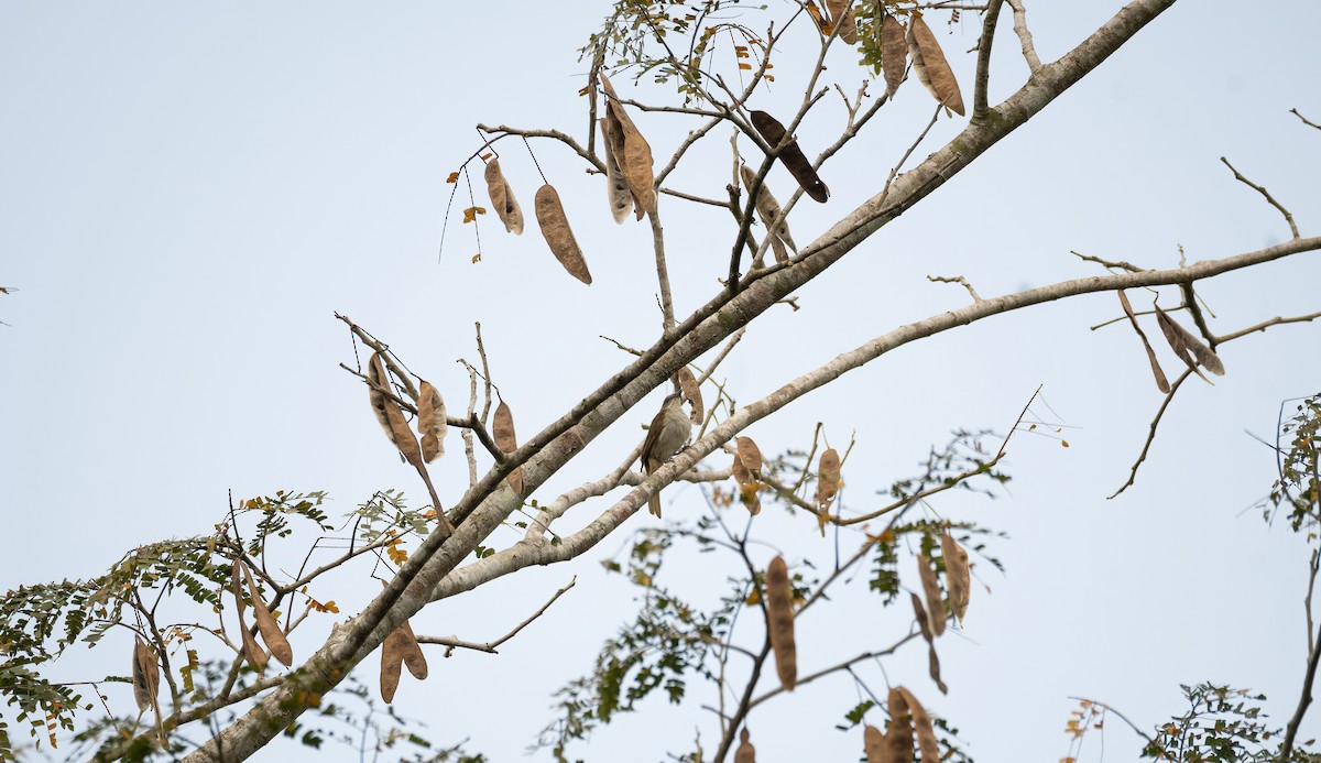 Slender-billed Greenbul - ML649262213