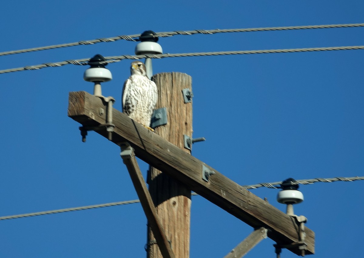 Prairie Falcon - ML649262215