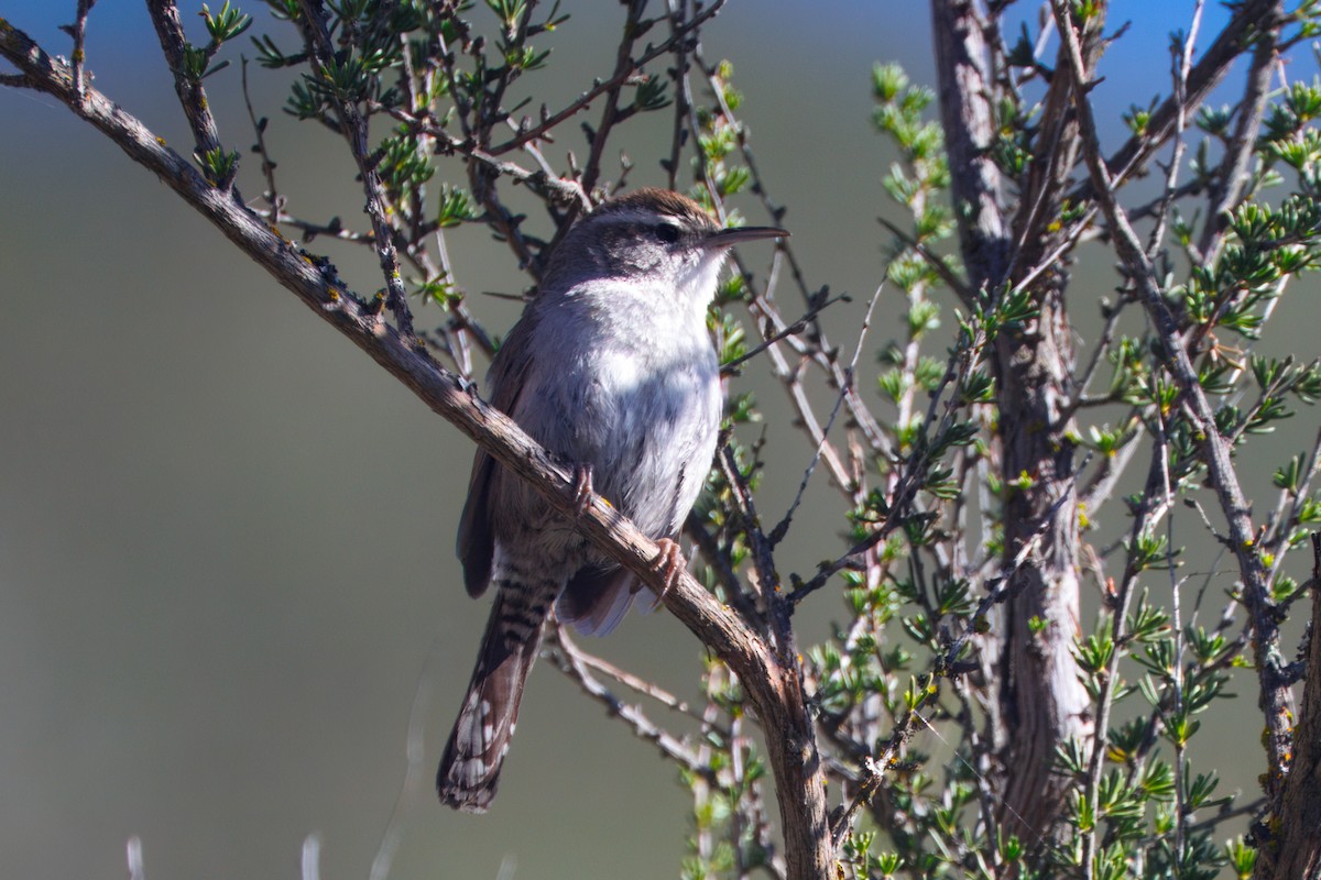 Bewick's Wren - ML649262217