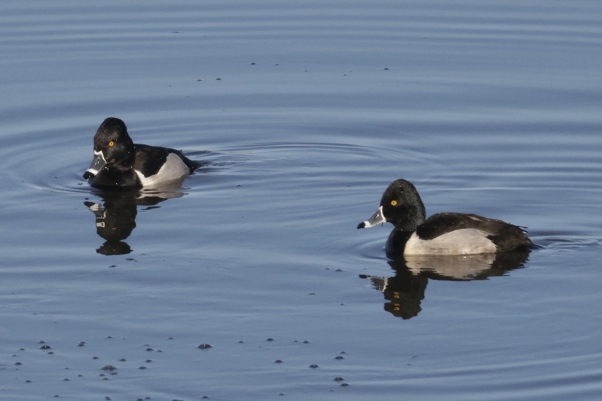 環頸潛鴨 - ML649262218