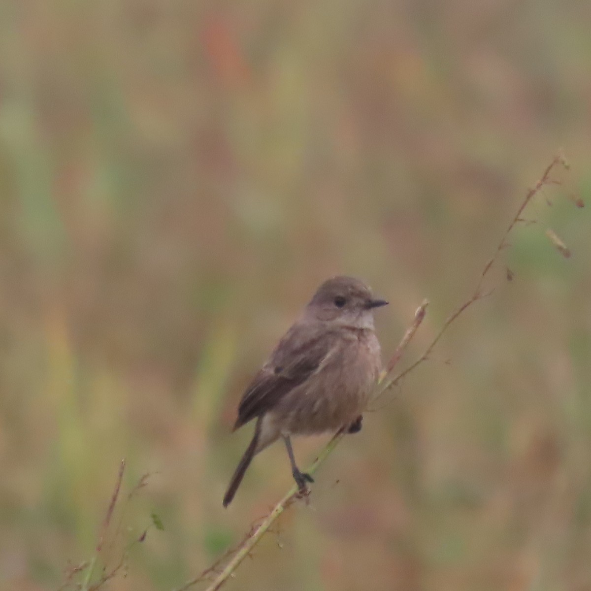 白斑黑石䳭 - ML649262219