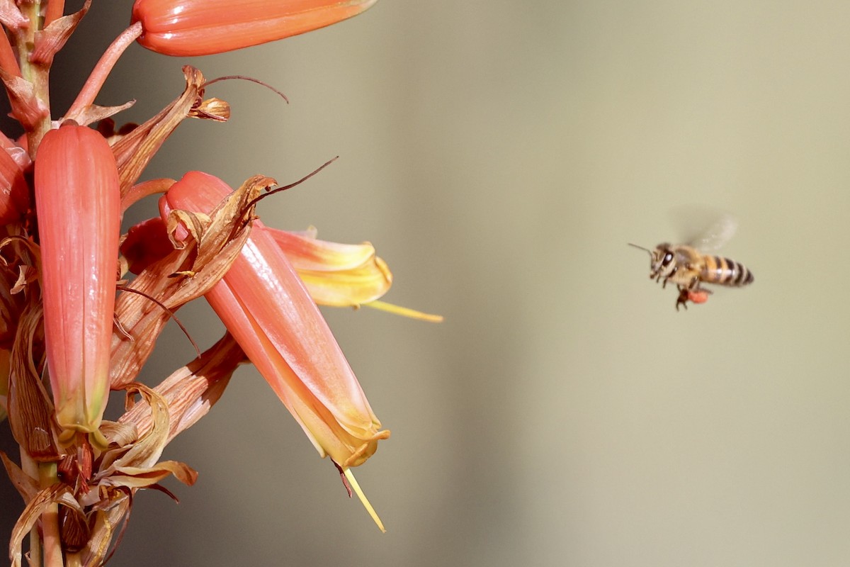 昆蟲綱 - ML649262220