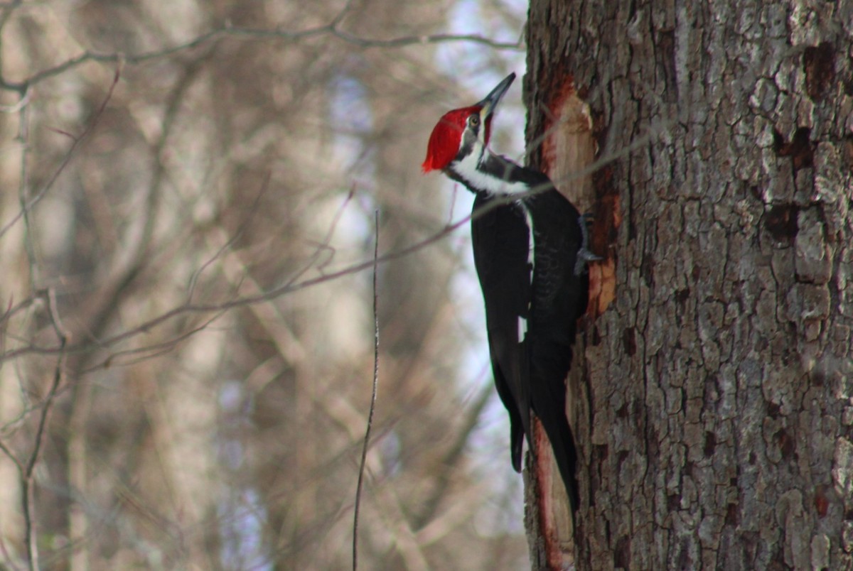 Pileated Woodpecker - ML649262221