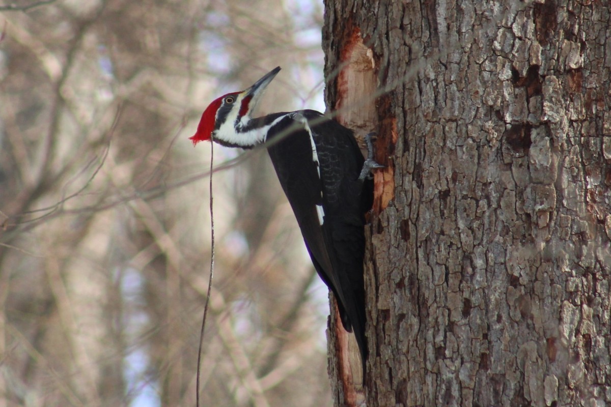 Pileated Woodpecker - ML649262222