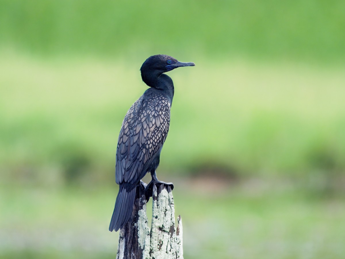 Little Black Cormorant - ML649262224