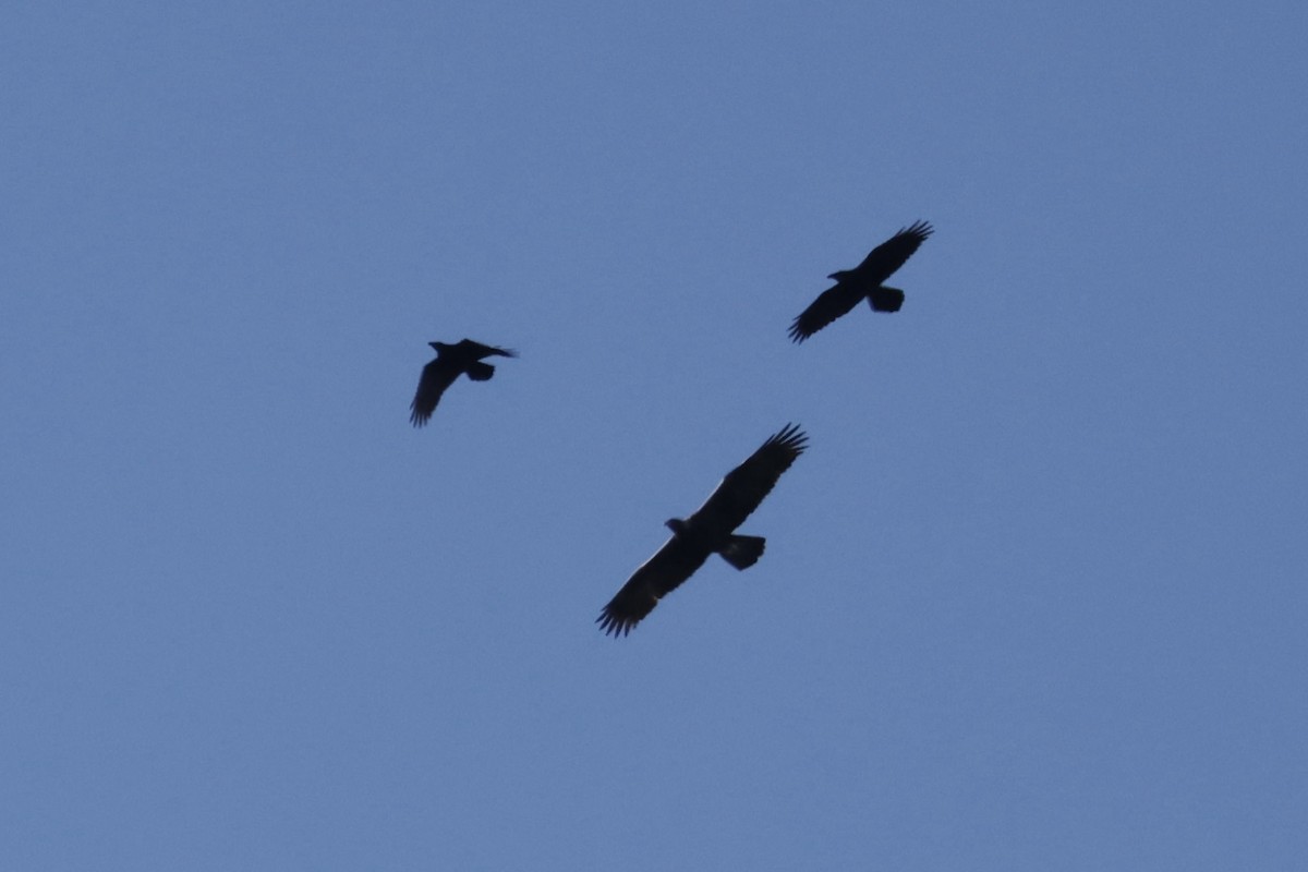 金鵰 - ML649262225